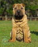 Shar Pei 9M100D-049